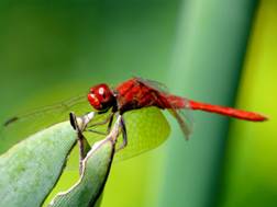 Insectes et bestioles dangereuses ou pas au Laos