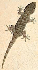 Insectes et bestioles dangereuses ou pas au Laos
