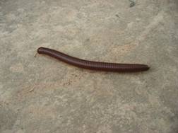 Insectes et bestioles dangereuses ou pas au Laos