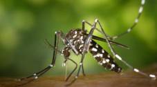 Insectes et bestioles dangereuses ou pas au Laos