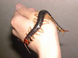 Insectes et bestioles dangereuses ou pas au Laos