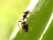 Insectes et bestioles dangereuses ou pas au Laos