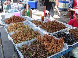 Insectes et bestioles dangereuses ou pas au Laos
